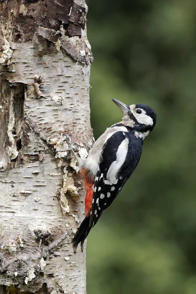 Strakapoud velký, dendrocopos major — Stock fotografie