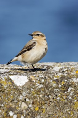 Kuzey kuyrukkakan, oenanthe oenanthe