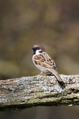 ağaç serçesi, passer montanus