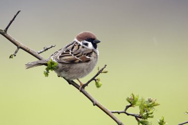 ağaç serçesi, passer montanus