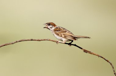 ağaç serçesi, passer montanus