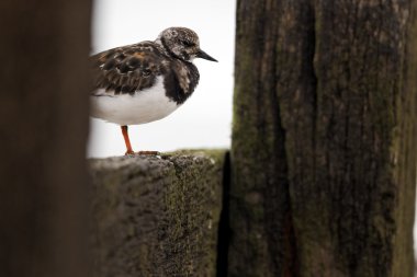 Turnstone, Arenaria interpres