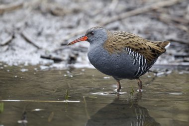 su demiryolu, rallus aquaticus