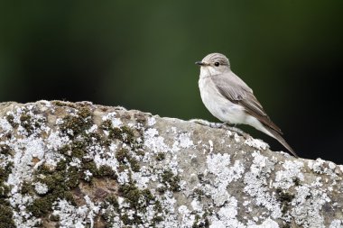 Benekli sinekkapan, muscicapa striata,
