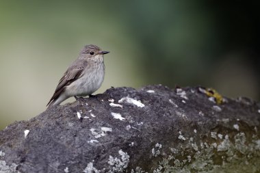 Benekli sinekkapan, muscicapa striata,