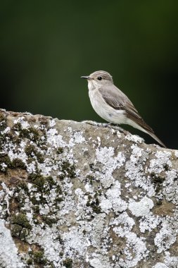 Benekli sinekkapan, muscicapa striata,