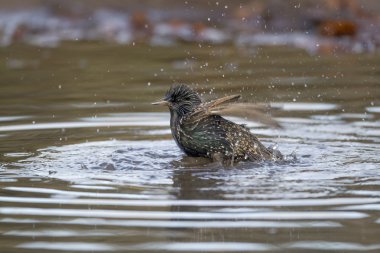 Starling, sturnus vulgaris