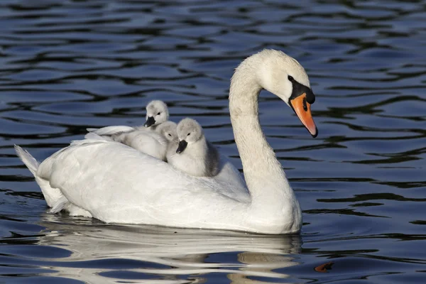 Mute swan, Cygnus olor — Stock Photo, Image