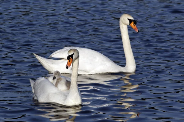 Mute swan, Cygnus olor — Stock Photo, Image