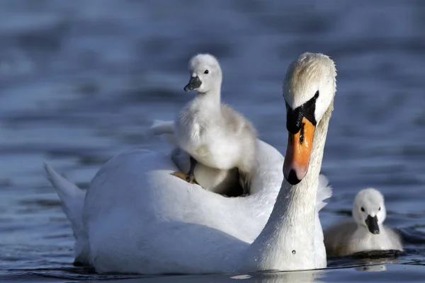 Néma hattyú, cygnus illat — Stock Fotó