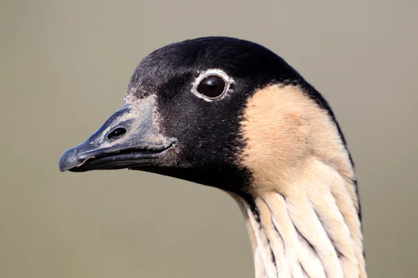 Nene nebo havajské Husa, branta sandvicensis — Stock fotografie