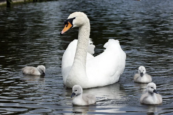 Mute swan, Cygnus olor — Stock Photo, Image