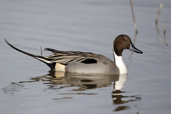 Pintail settentrionale, Anas acuta — Foto Stock