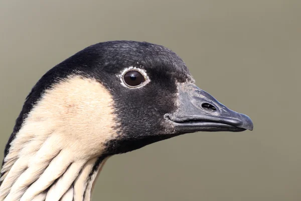 Nene or Hawaiian Goose, Branta sandvicensis — Stock Photo, Image