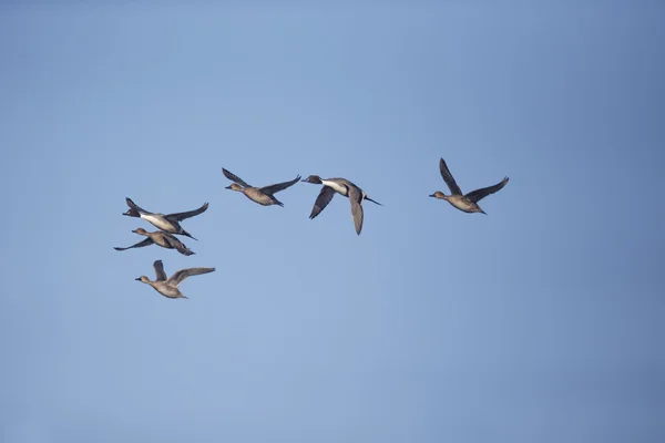 Norte de Pintail, Anas acuta —  Fotos de Stock