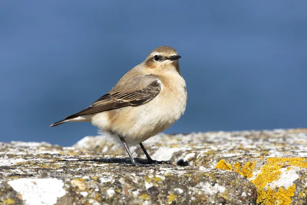 Steinschmätzer, Oenanthe oenanthe — Stockfoto