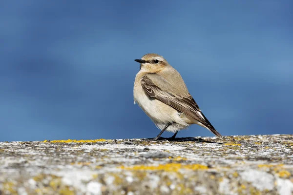 Wheatear settentrionale, Enanthe oenanthe — Foto Stock