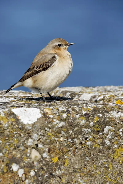 Wheatear del Norte, Oenanthe Oenanthe —  Fotos de Stock