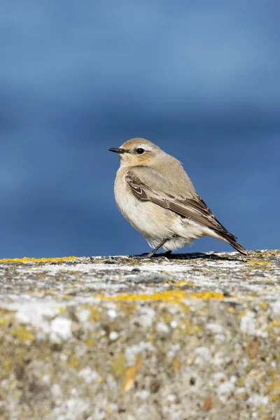 Northern wheatear, Oenanthe oenanthe — Stock Photo, Image