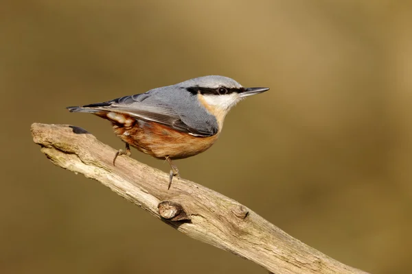 Nuthatch, 37 лет, Sitta europaea — стоковое фото