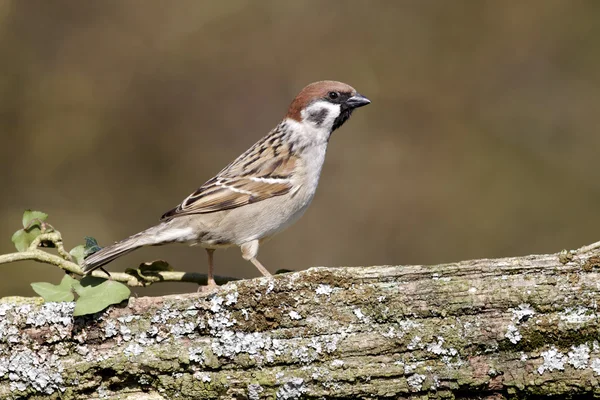 Baumsperling, Passant Montanus — Stockfoto