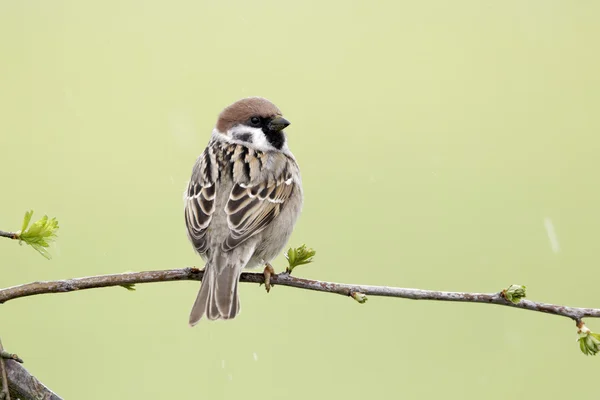 Drzewo Wróbel, passer montanus — Zdjęcie stockowe