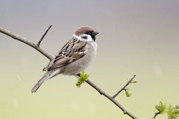 Passero albero, Passer montanus — Foto Stock