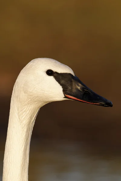 Trumpeter swan, cygnus policzkowy — Zdjęcie stockowe
