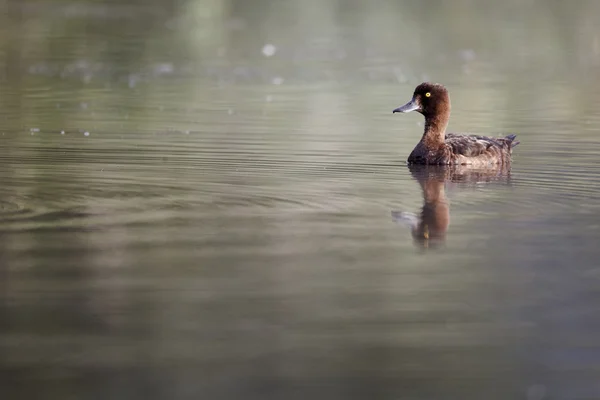 Tufted duck, Aythya fuligula — Stock Photo, Image