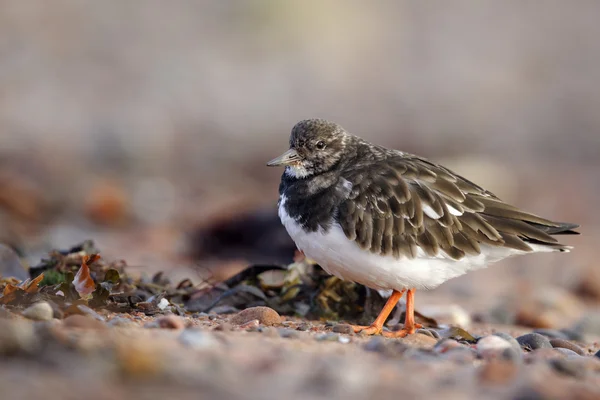 Turnstone，蚤 interpres — 图库照片