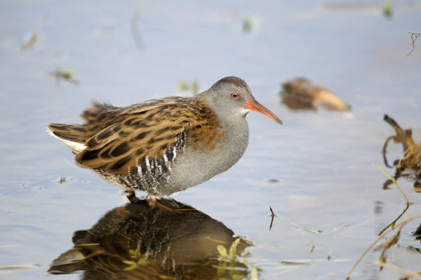 Vatten järnväg, rallus aquaticus — Stockfoto