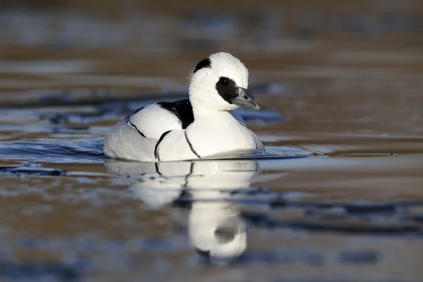 Smew, Mergellus albellus — Fotografie, imagine de stoc