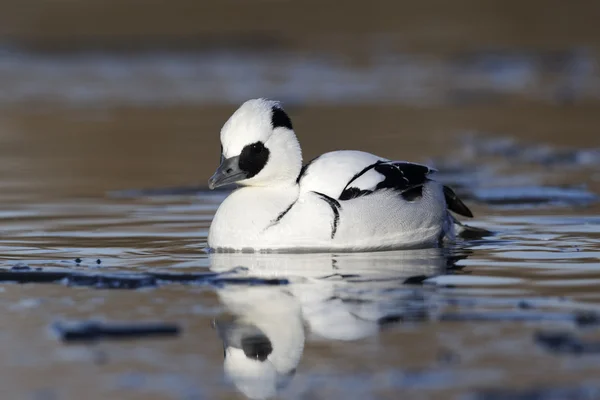 Pesciaiola, mergellus albellus — Foto Stock