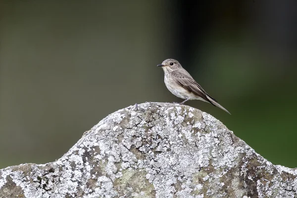 Atrapamoscas, Muscicapa striata , —  Fotos de Stock