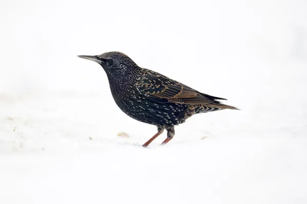 Starling, sturnus vulgaris — Stok fotoğraf