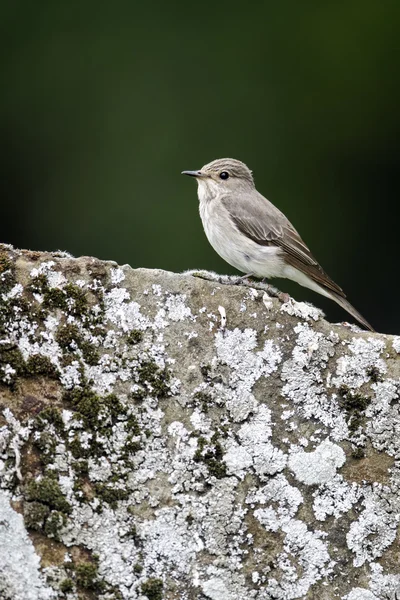 Atrapamoscas, Muscicapa striata , —  Fotos de Stock