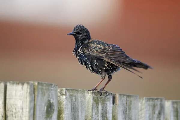 Starling, Sturnus vulgaris — Stock Photo, Image