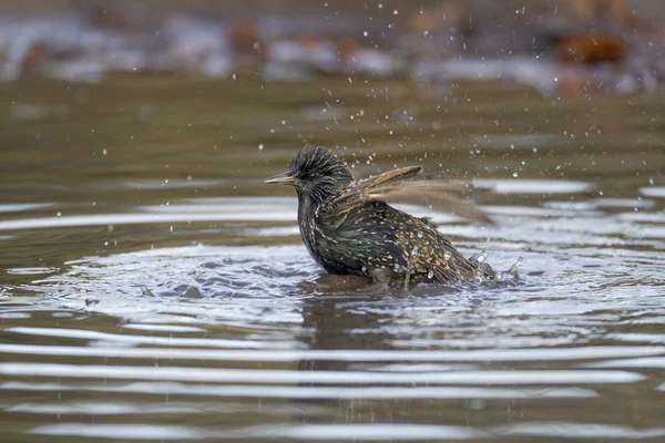 Estornino, sturnus vulgaris — Foto de Stock