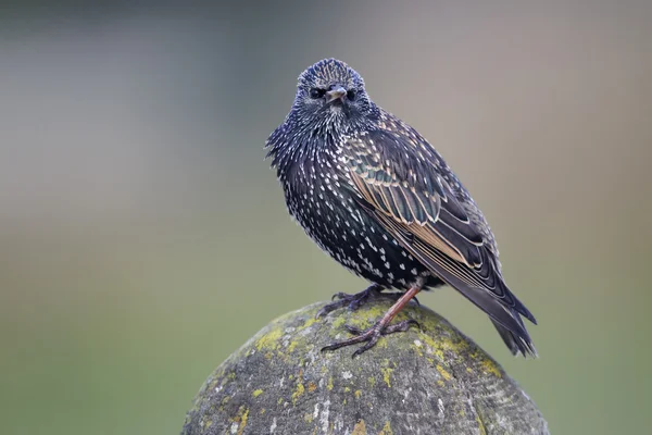 Szpak, sturnus vulgaris — Zdjęcie stockowe