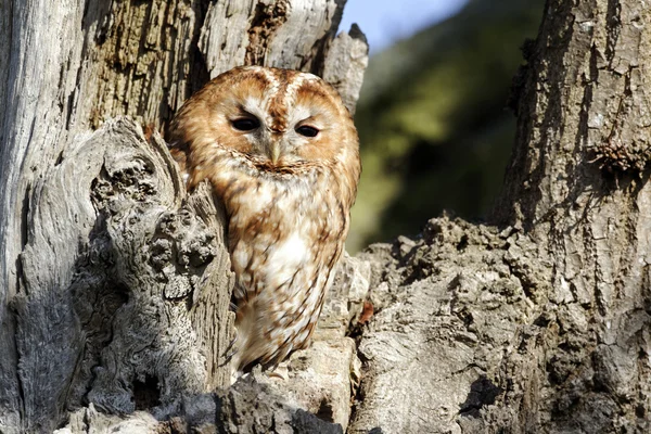Tawny owl, Strix aluco — Stock Photo, Image