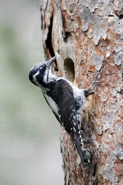 Picchio a tre dita, Picoides tridactylus — Foto Stock