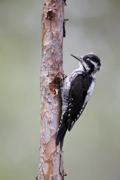 Three-toed woodpecker, Picoides tridactylus — Stock Photo, Image