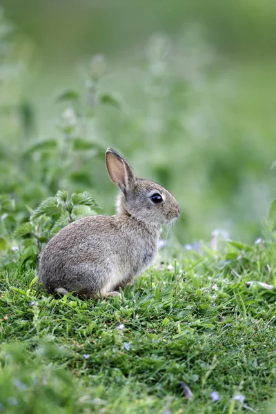 Coniglio, Oryctolagus cuniculus — Foto Stock