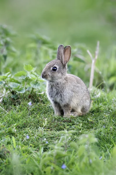 Coelho, Oryctolagus cuniculus — Fotografia de Stock