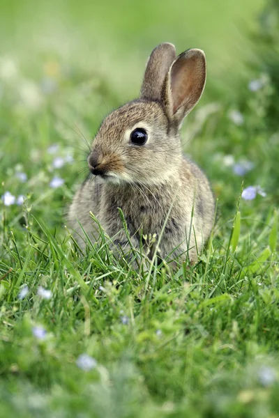 Rabbit, Oryctolagus cuniculus — Stock Photo, Image