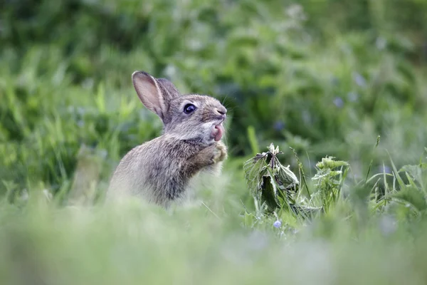 Coelho, Oryctolagus cuniculus — Fotografia de Stock