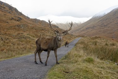 Kırmızı Geyik, Cervus Elaphus