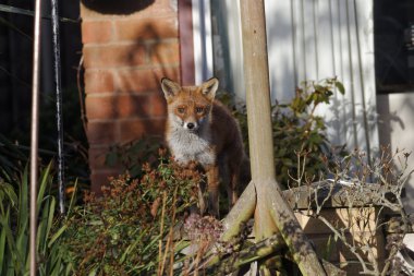 Kızıl Tilki, Vulpes vulpes