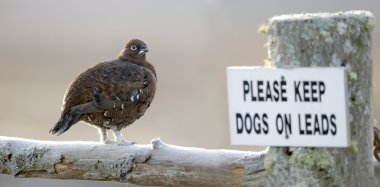 Red grouse, Lagopus lagopus scoticus clipart