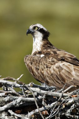 Sorguç, Pandion haliaetus,